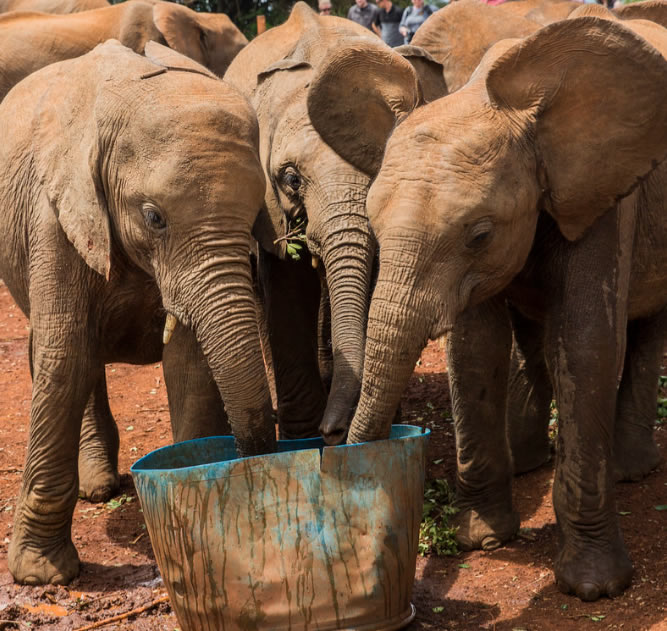 Daphne Elephant Orphanage
