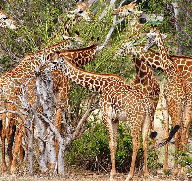 5 Days Giraffe Kenya Safari