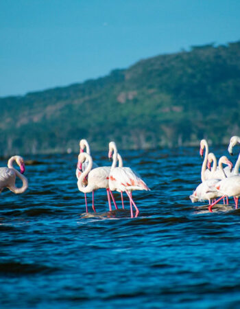 5 Days Kenyan Taste safari