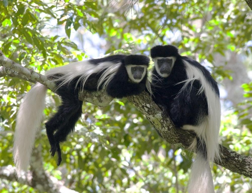 Colobus Trust
