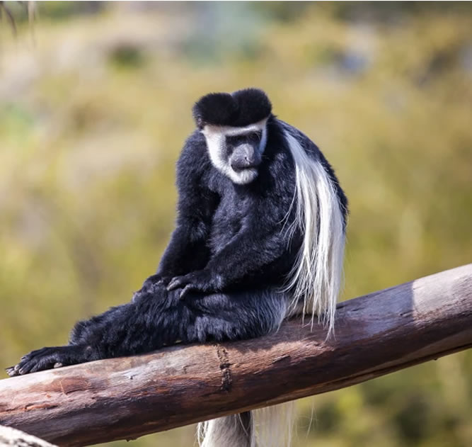 Half Day Trip Colobus Trust