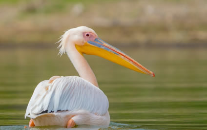 8  Days Tourist choice Safari