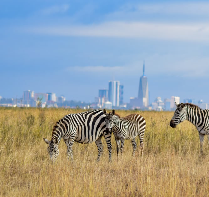 Nairobi National Park Day excursion (4 hours )