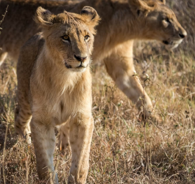 10 days Mountain and Game safari