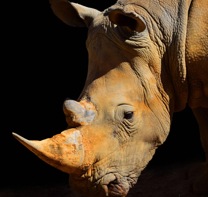 10 Days Rhino Safari – Tanzania