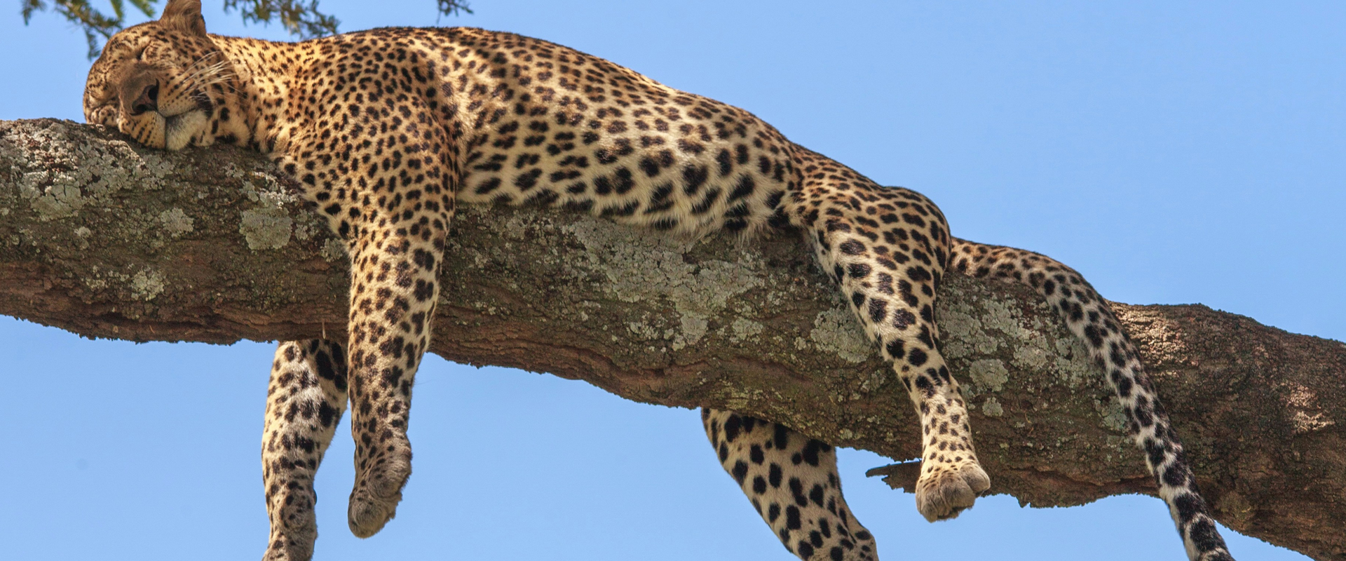 7 Day Kenya Mlima Safari!