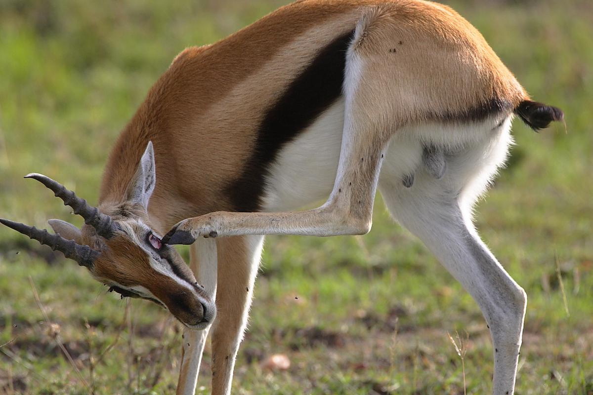 2 Days Tsavo East Safari