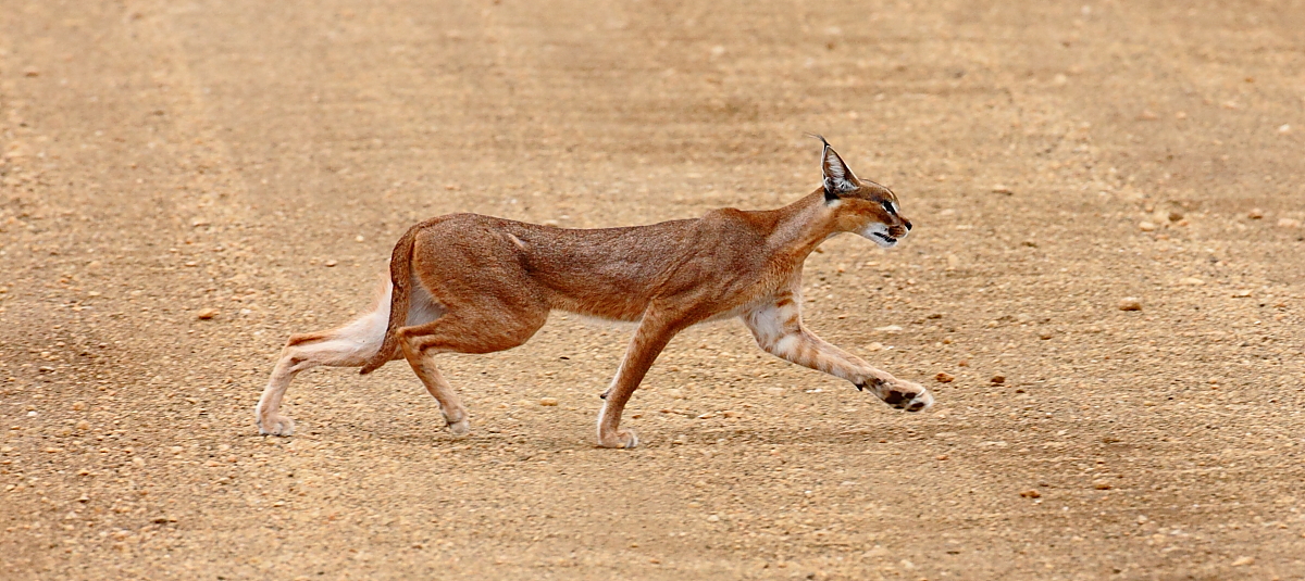 4 Days Jackal Kenya Safari