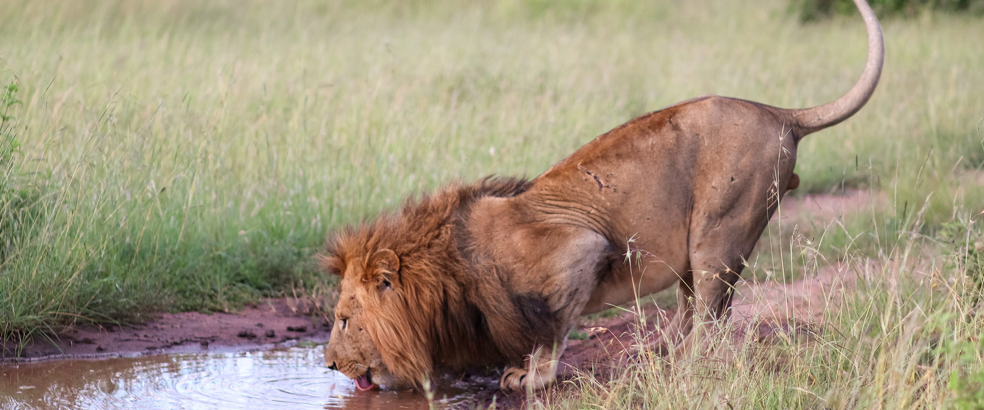 5 Days Lion’s eye safari