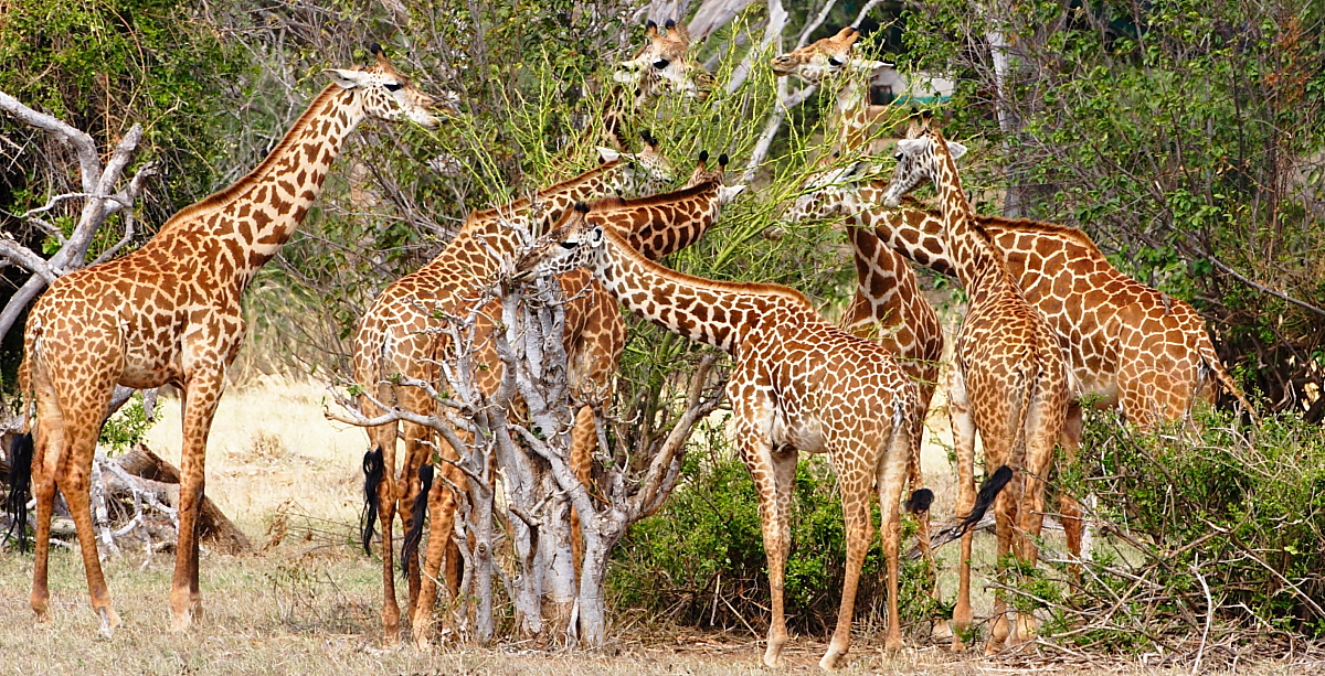 5 Days Giraffe Kenya Safari