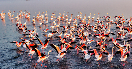 4 Days Flamingo Kenya Safari