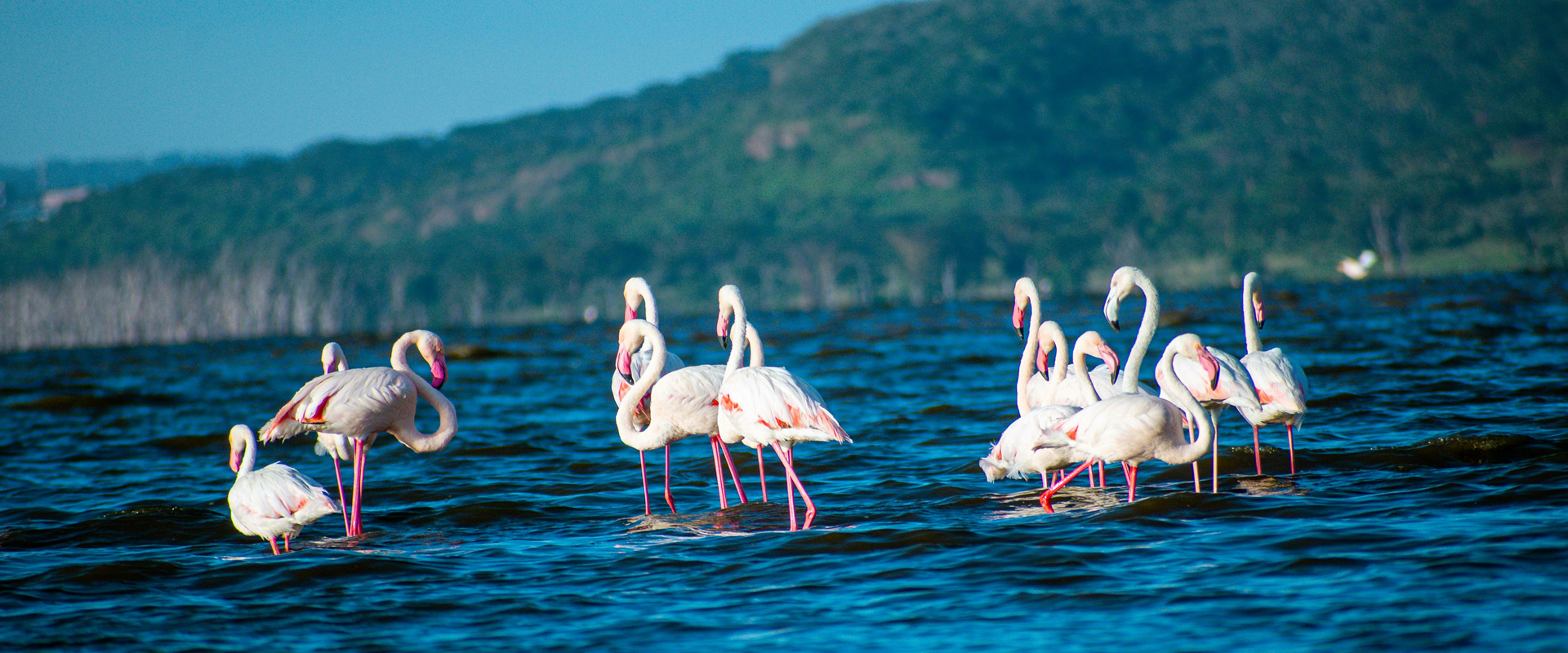 8  Days Tourist choice Safari