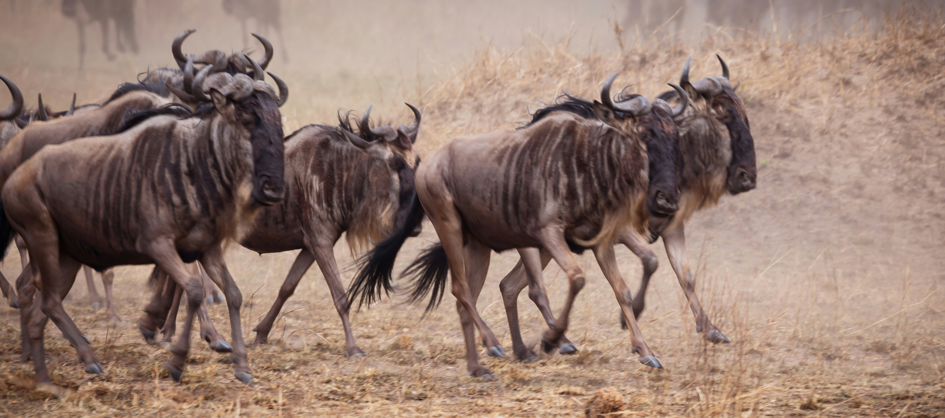 6 Days Migration Kenya Safari