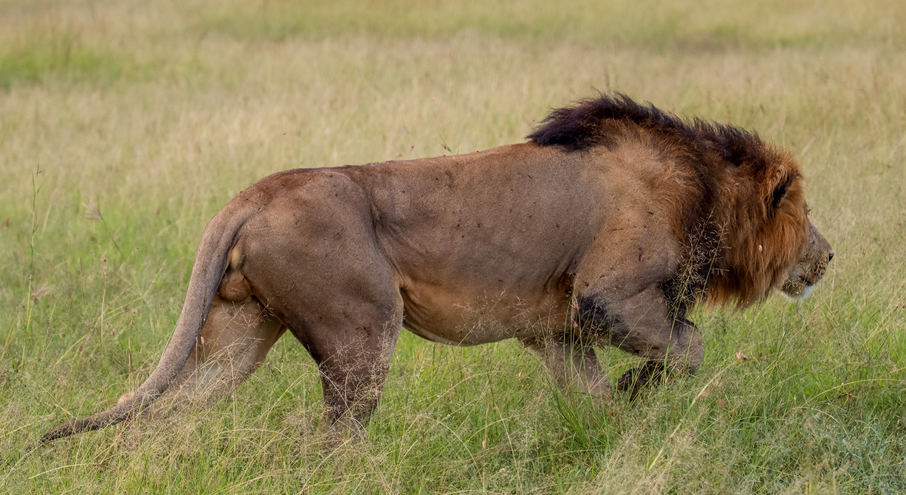 10 days Mountain and Game safari