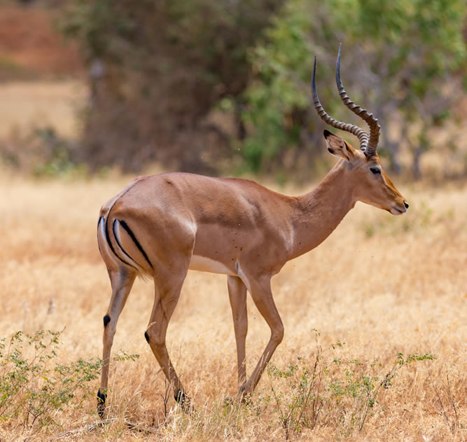 2 Days Dik Dik Safari
