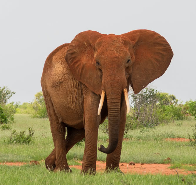 5 Days Lion’s eye safari