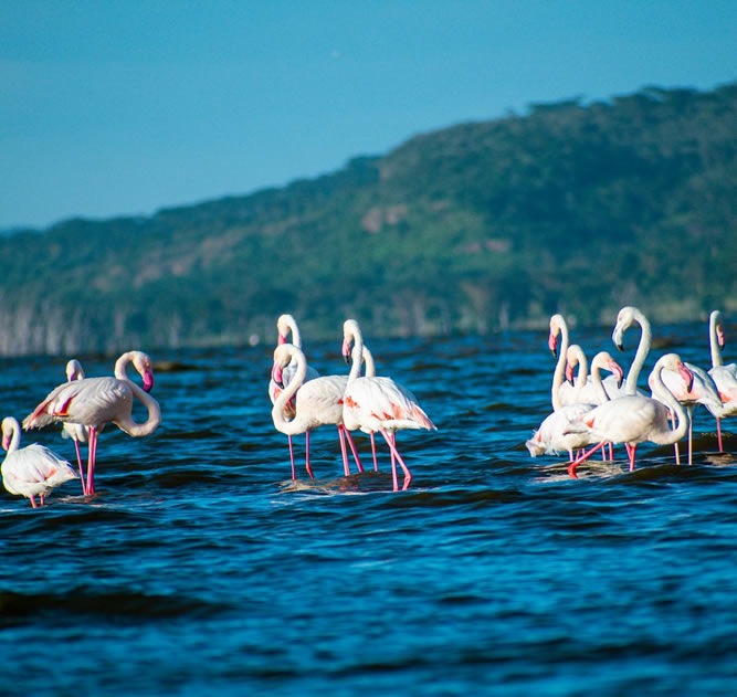 4 Days Flamingo Kenya Safari