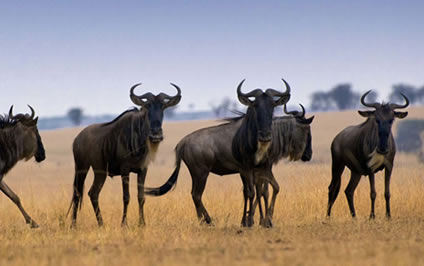 Masai Mara National Reserve