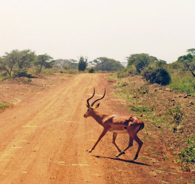 Nairobi excursions