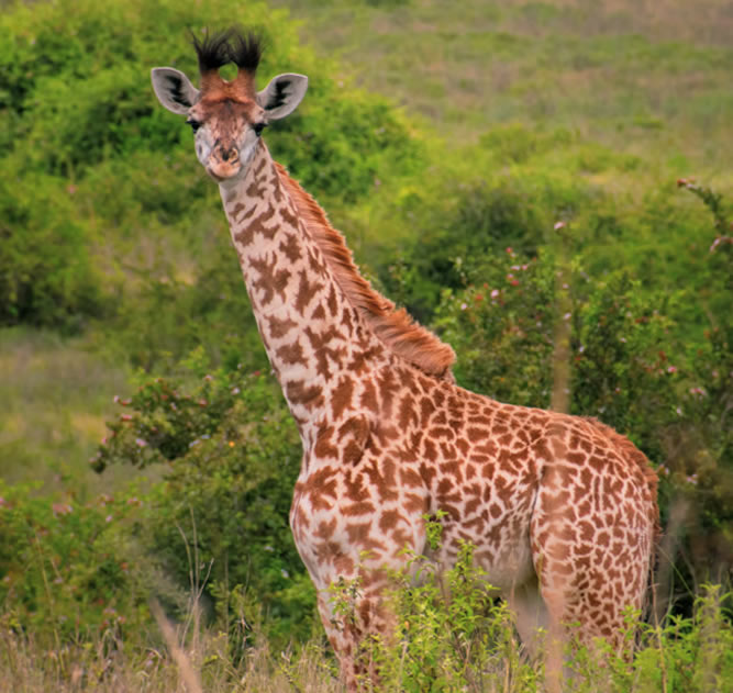 Samburu National Reserve