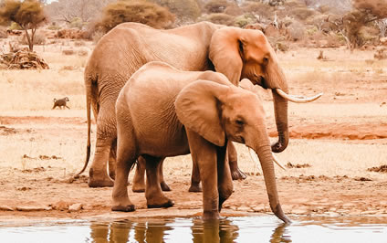 Tsavo East National Park