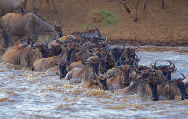Best-memory-safari-Masai-Mara-Wildebeest-migration-crossing-the-mara-river-by-the-gnu