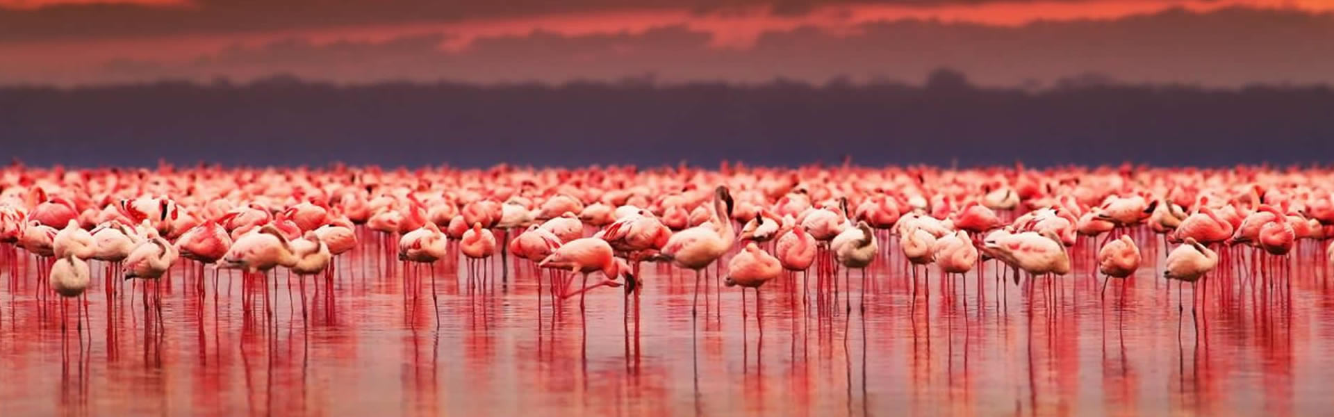 4 Days Flamingo Kenya Safari