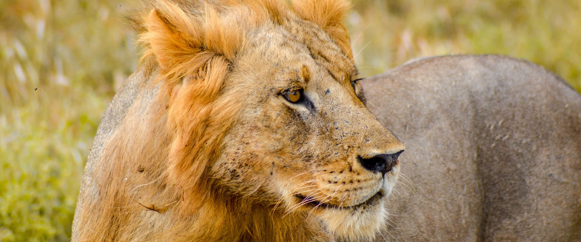 5 days lion eye safari