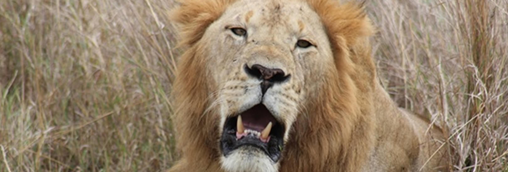 Read more about the article 5 Days Lion’s eye safari