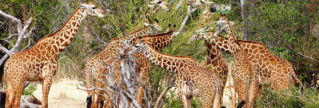 5 Days Giraffe Kenya Safari