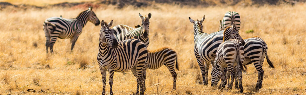 4 Days Zebra Kenya Safari