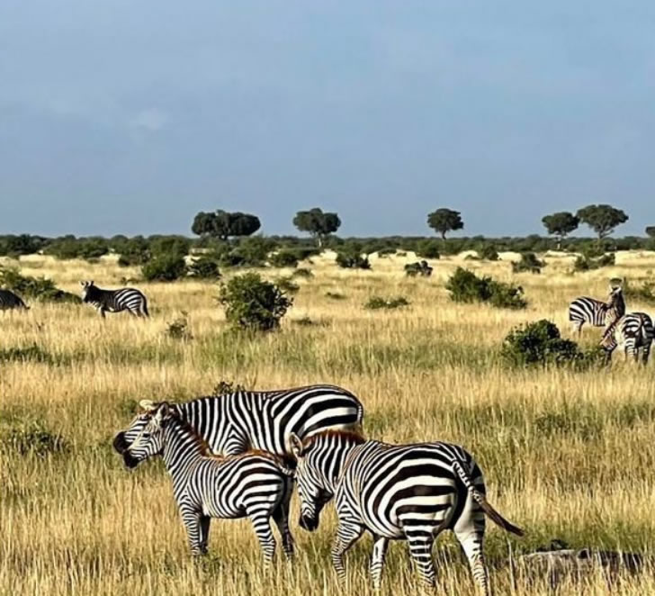 7 days kenya safaris_2