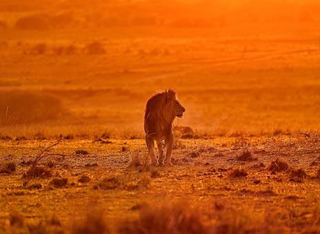 lion_eye_safari