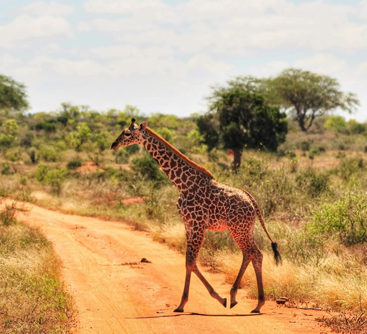 4 Days Jackal Kenya Safari