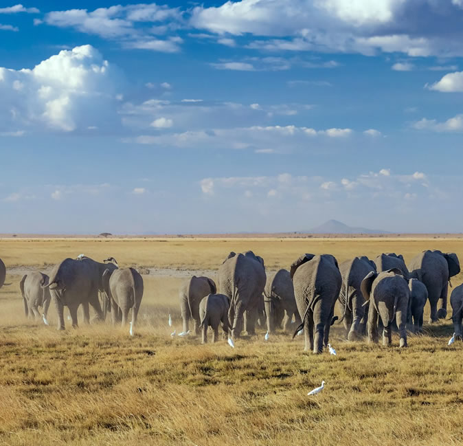 Amboseli nationalpark