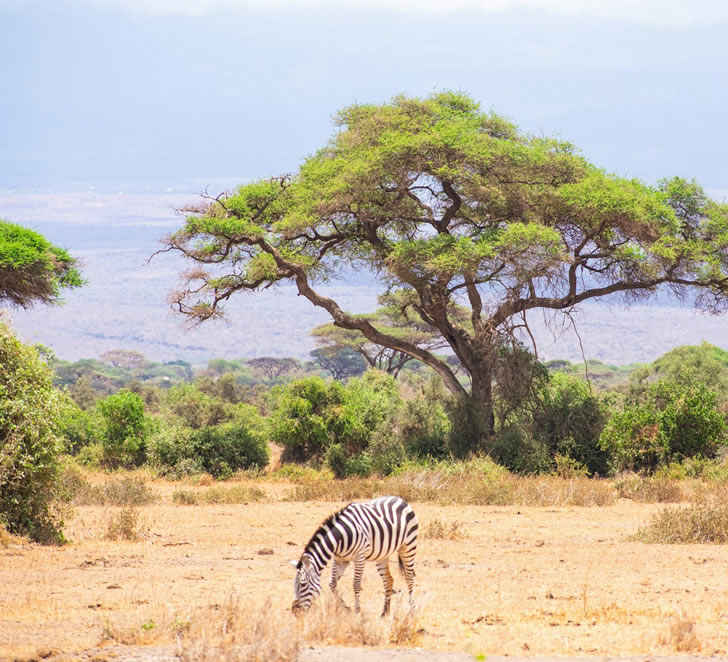 4 Days Zebra Kenya Safari